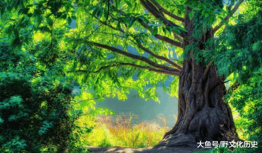 庄子砍树舍弃参天大树, 徒弟疑惑, 答: 一无所用, 是最好的