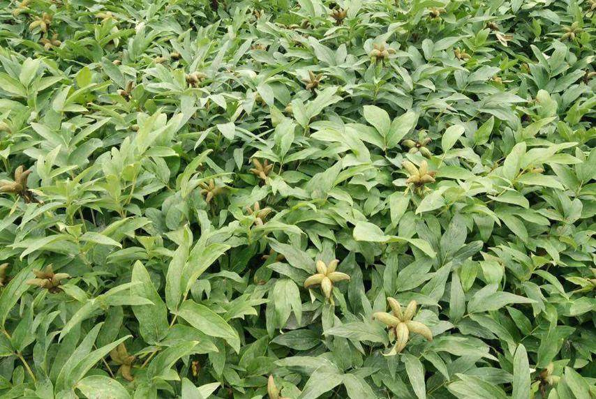 中药材行业为什么会迎来种植热潮?中药材