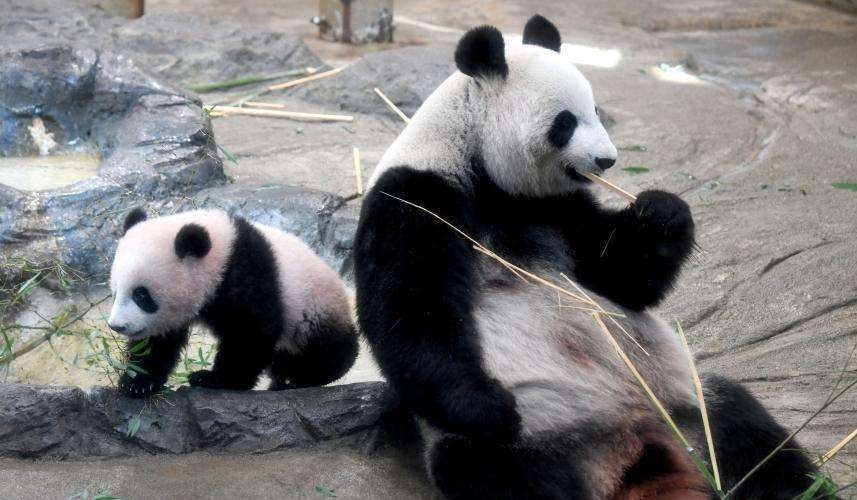 熊猫“香香”每年给日本圈钱13亿!日本民众还嫌弃:抚养费太贵!