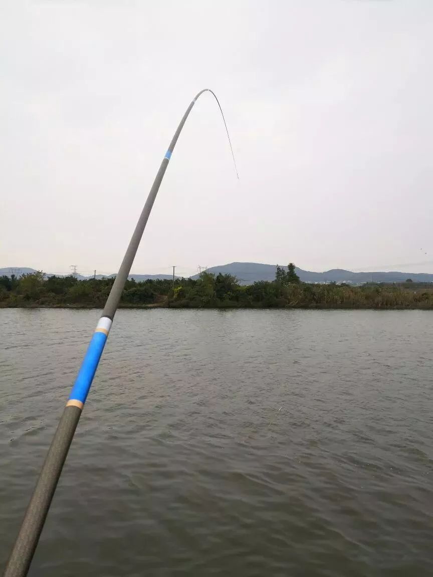 脸盆螺蛳肉打窝,引来了一条巨物,鱼钩都拉断了