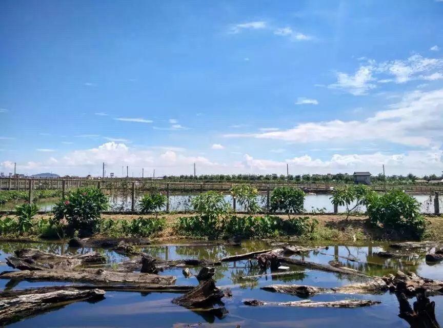 广州适合一日游的海鸥岛, 你去过吗?