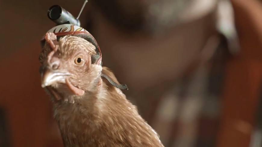 逆天想象力: 在鸡头上安装摄像头, 完胜光学防抖设备