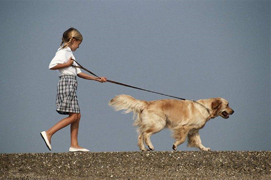 狗狗在外面玩嗨了, 不愿意回家怎么办?