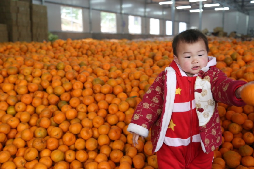 萌娃儿遇到清江椪柑 摆各种姿势卖萌,笑坏现场