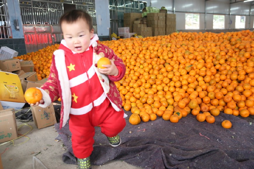 萌娃儿遇到清江椪柑 摆各种姿势卖萌,笑坏现场