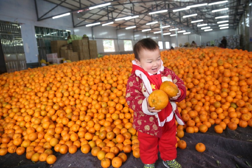 萌娃儿遇到清江椪柑 摆各种姿势卖萌,笑坏现场
