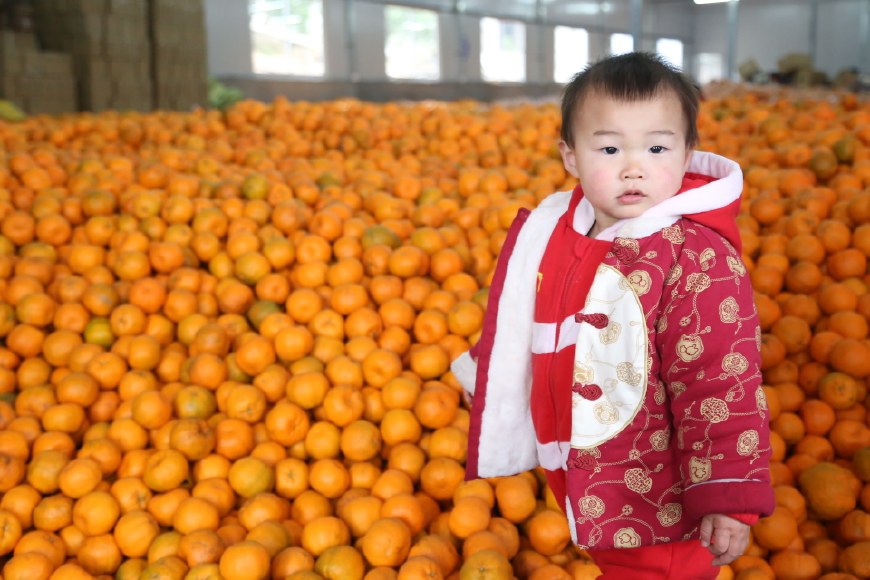 萌娃儿遇到清江椪柑 摆各种姿势卖萌,笑坏现场