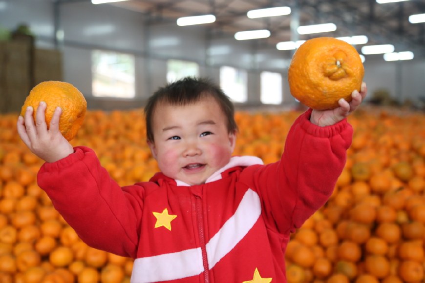 萌娃儿遇到清江椪柑 摆各种姿势卖萌,笑坏现场