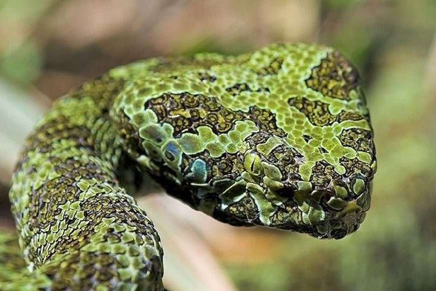 宠物鱼排行_五种可能灭绝的动物,“亚洲美人鱼”上榜,最后的它比熊猫还珍贵