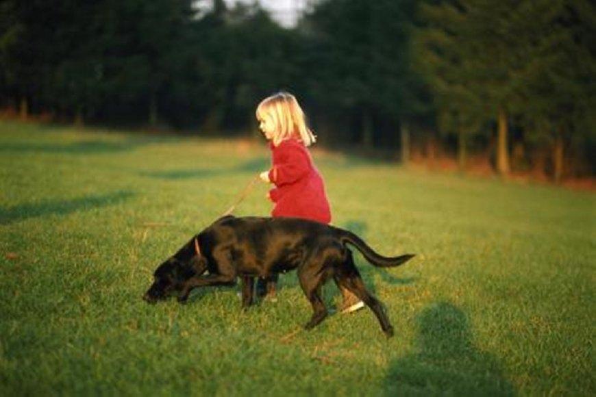 狗狗在外面玩嗨了, 不愿意回家怎么办?