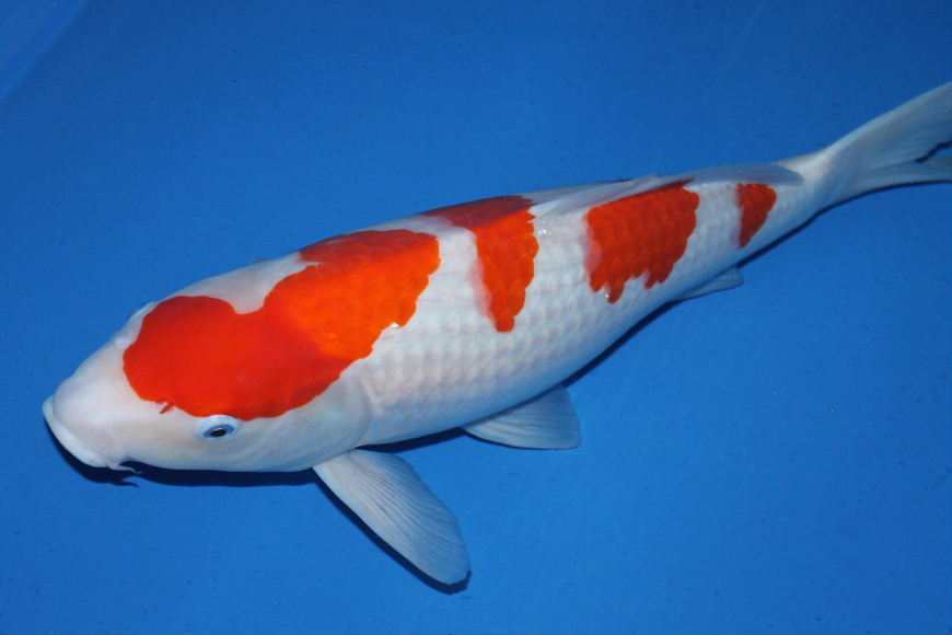 锦鲤身上有白点怎么办 怎么去治疗预防呢?