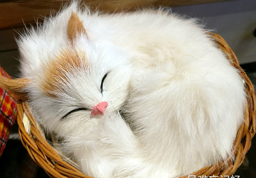 小猫和小狗睡觉时萌萌的,挺可爱的_新浪看点