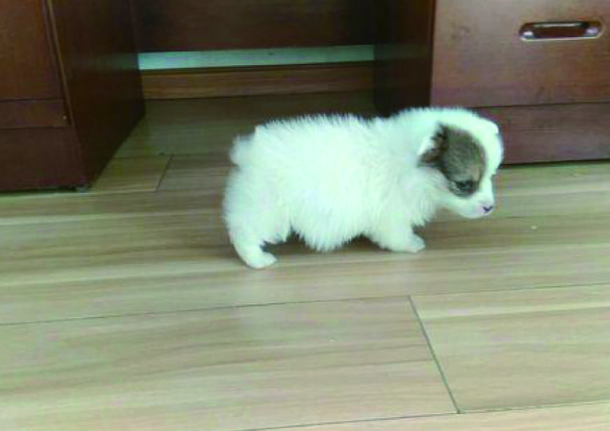 路边捡到一只流浪小奶狗,全家人反对,洗干净之后却没人吭声……