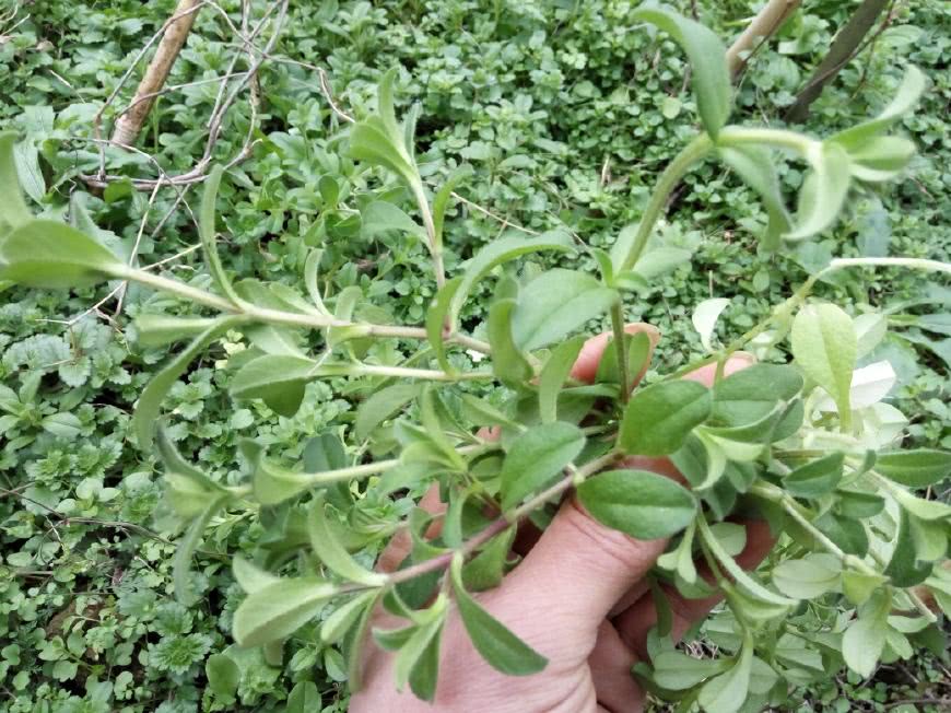 1,治妇女乳痈初起:鲜婆婆指甲菜捣烂,加酒糟作饼,烘热敷于腕部脉门上