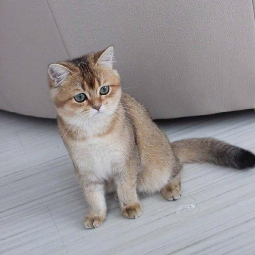 和主人一起玩吹泡泡的金渐层猫, 网友: 这小模样好可爱!