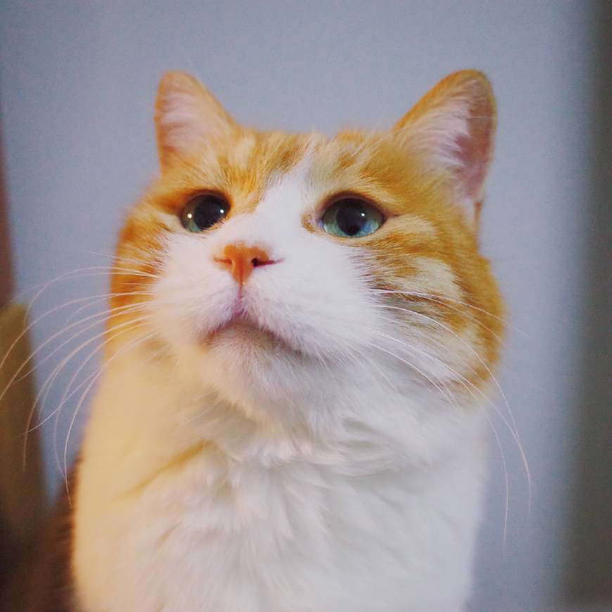 主人家一只伤心的橘猫,心情很低落,网友:好心疼