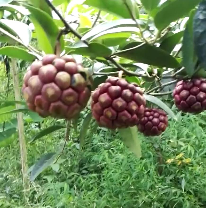 农民种植万丈红亩产三千斤,每斤20元,年入几