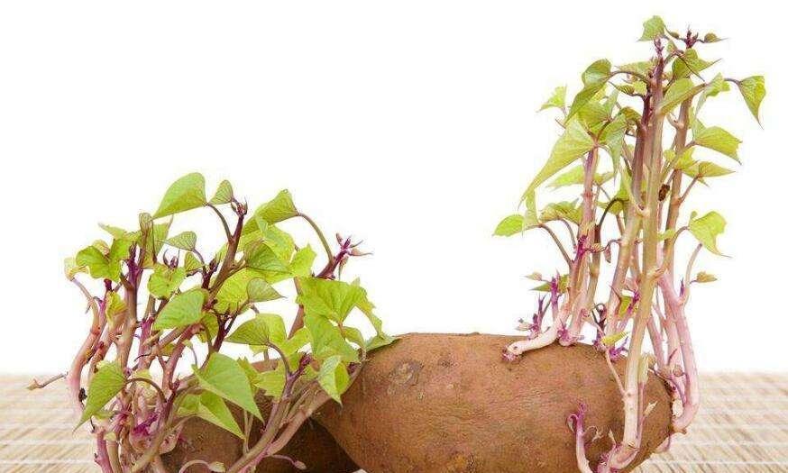 发芽的土豆能吃吗