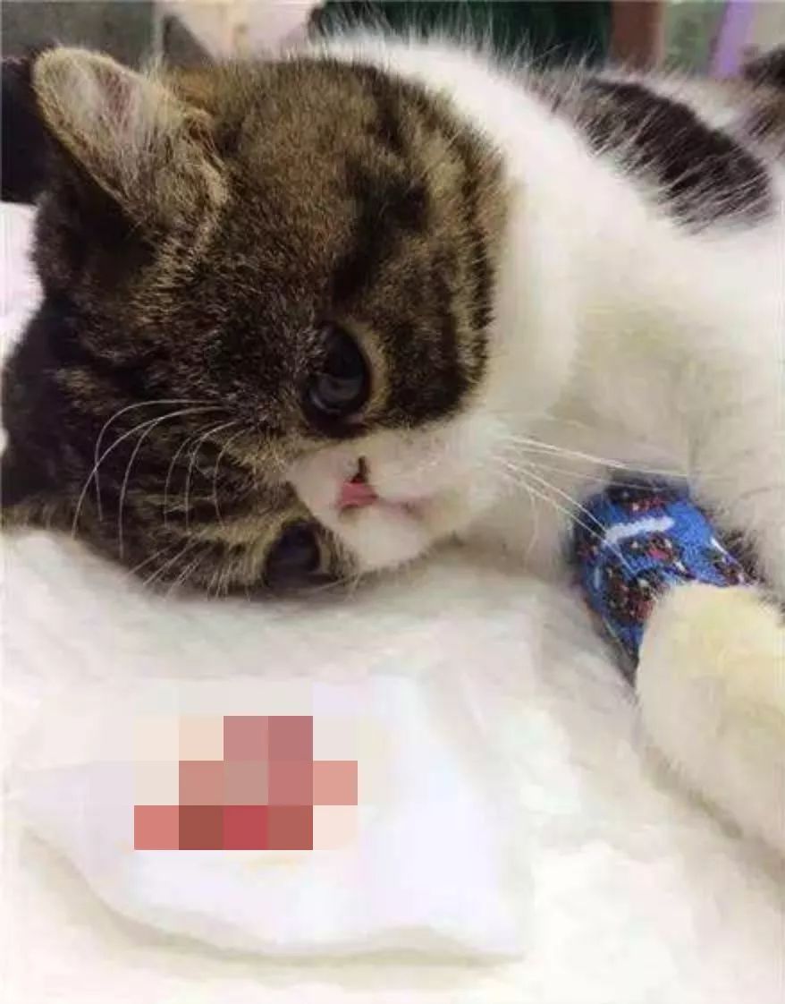 绝育之后的猫咪有3个阶段,怎么看都有一种蛋蛋的忧伤!