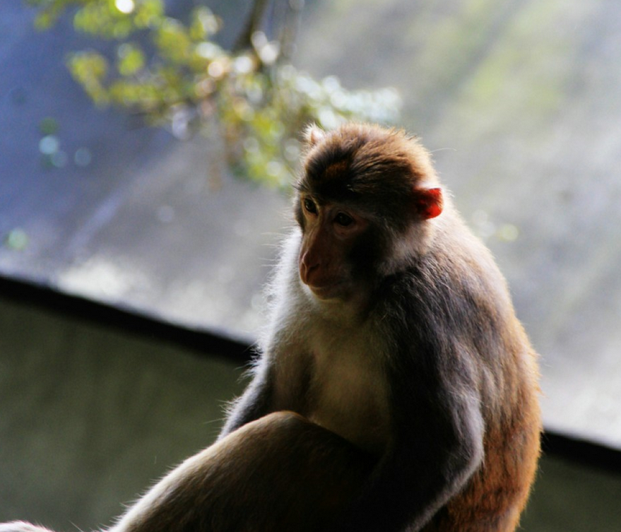 牛姆林一游,猴子太可爱