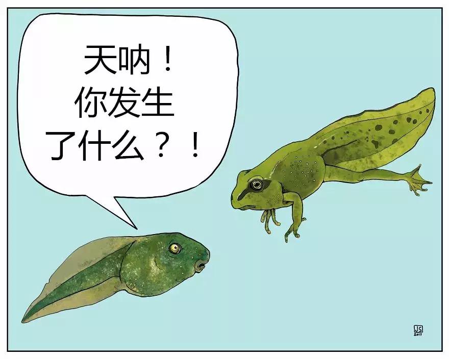 幽默漫画: 动物讲述的有趣故事