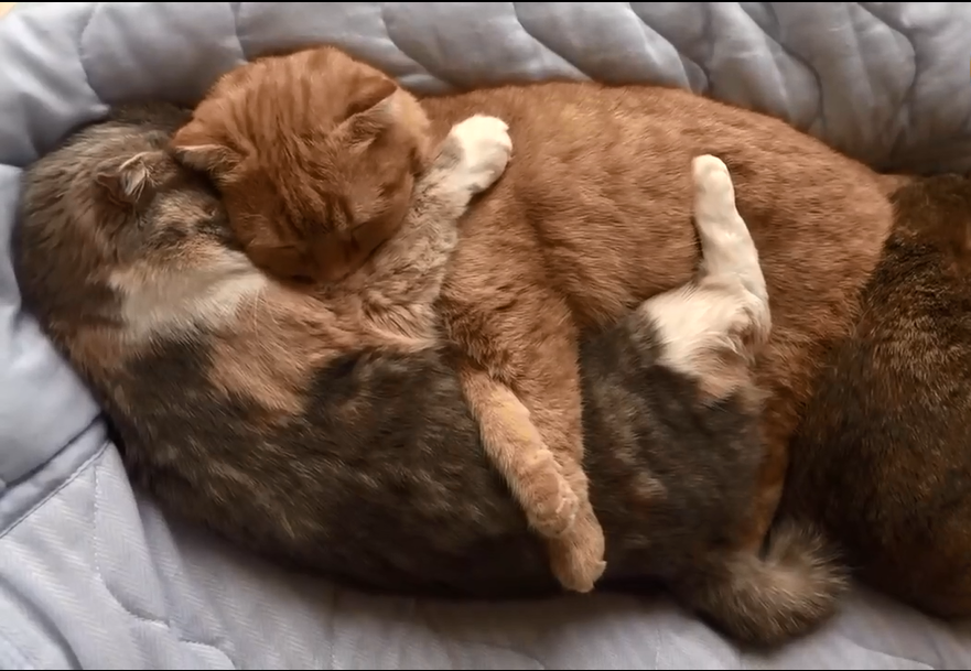 慵懒猫咪睡眼惺忪的睁开双眼,样子简直太萌太可爱了