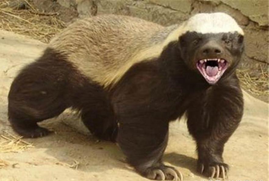 直击: 平头哥蜜獾不服就干后的几种死法, 最后一种毫无尊严