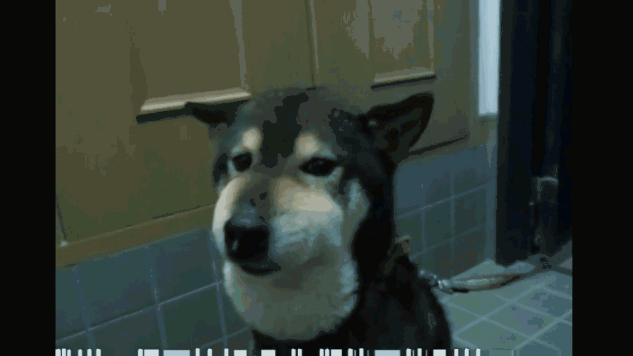 狗狗的搞笑表情,觉得我很萌的举爪!