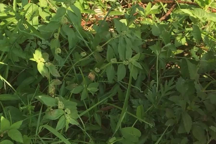 农村路边有一种野草叫猪麻草熬汤喝除湿有奇效堪称神奇