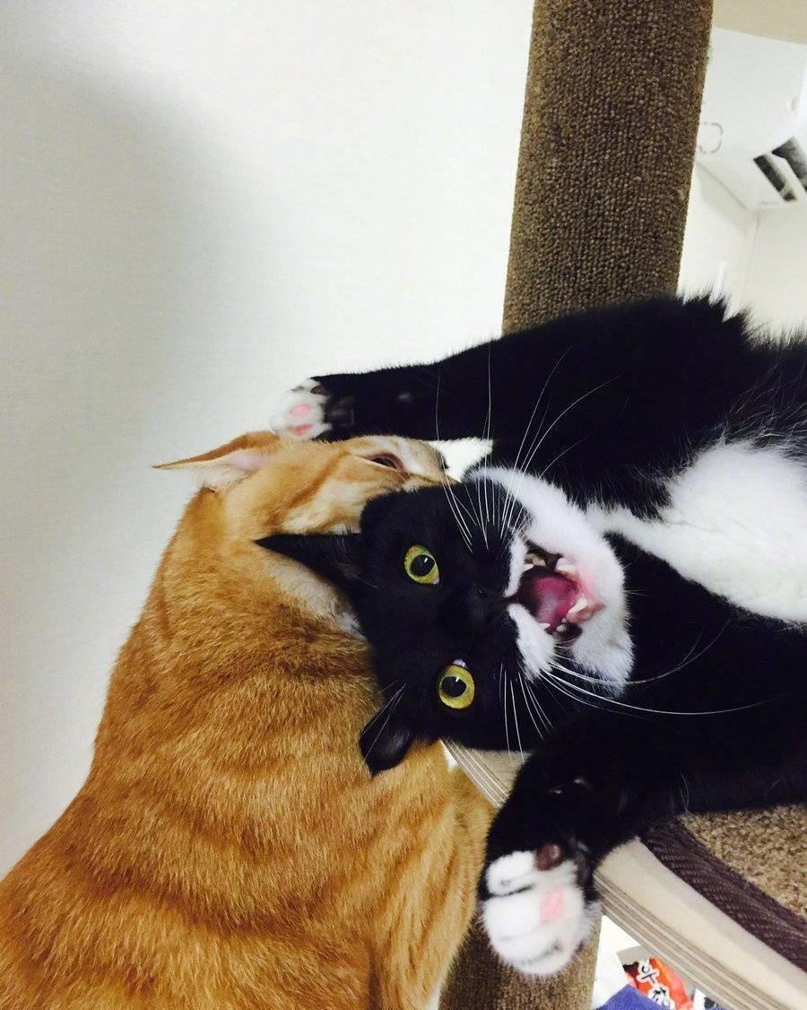铲屎官看着两只喵星人在打架却没办法, 最后给黑猫的表情逗乐了