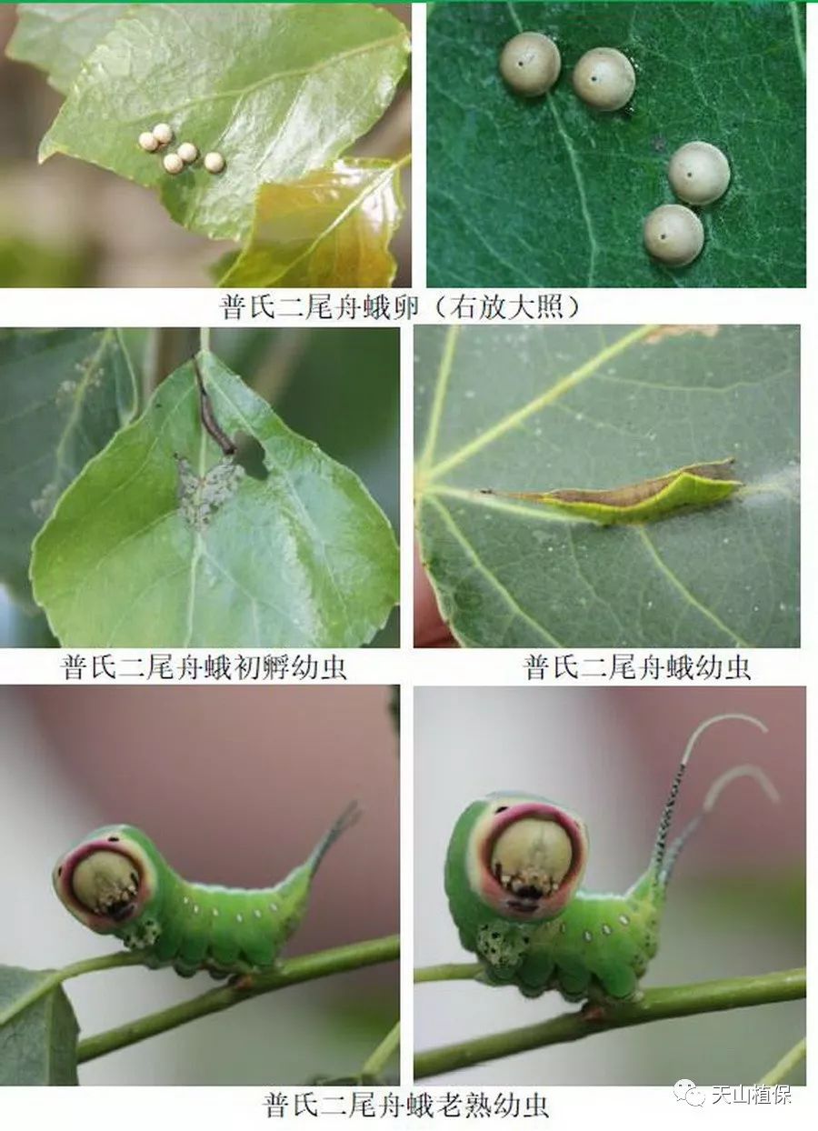 让你认识危害林木的害虫,不再难!