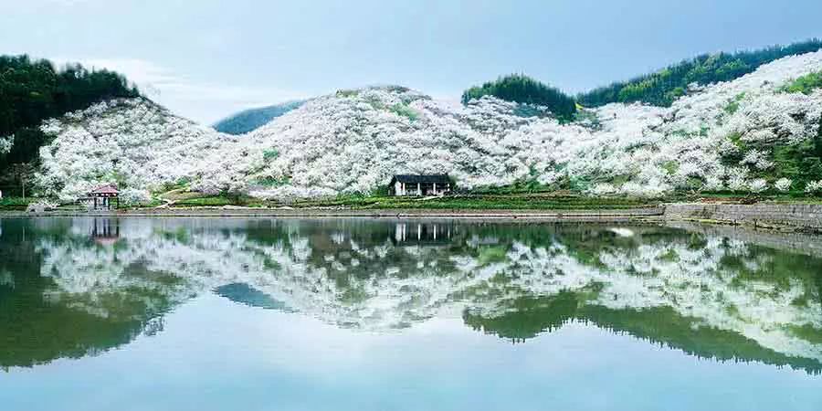 渝北推出9条春游精品线路,开通观光巴士直达景区