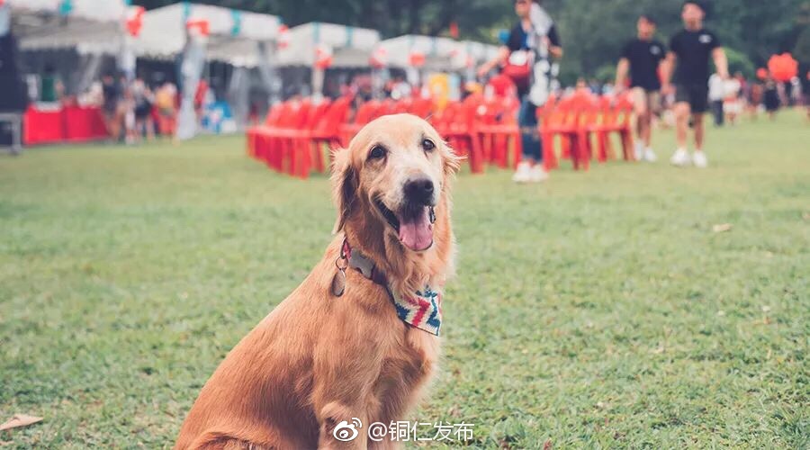 贵州出台条例:2018年1月1日起饲养人不得携带未经免疫的狗在户外活动