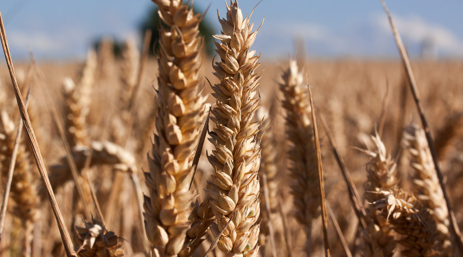 什么?脚气病是缺乏维生素B1引起的?