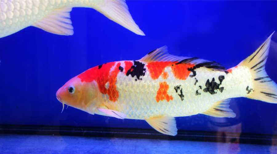 为了孩子,请远离清道夫!在锦鲤鱼缸里放清道夫