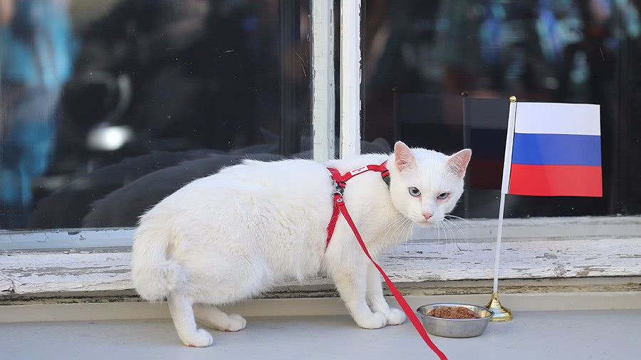 写章鱼保罗传奇?来自冬宫的阿喀琉斯神算猫将