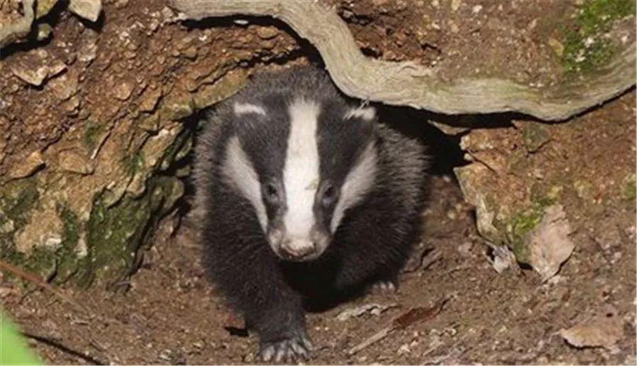 闰土刺的猹和蜜獾是老表?