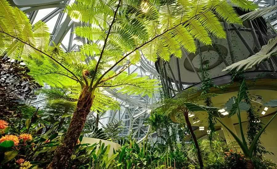 亚马逊疯了!7年狂砸250亿,把热带雨林“搬进”办公室