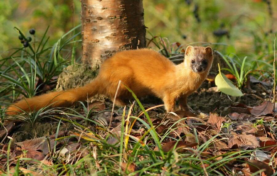 民间故事:黄皮子精复仇