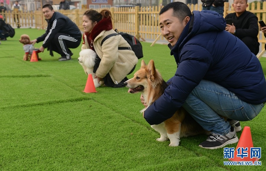 郑州宠物冬运会狗狗萌翻天