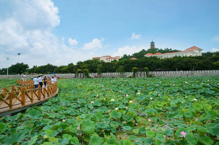 这个公园是东莞桥头最值得去的公园|莲湖公园|东莞|花