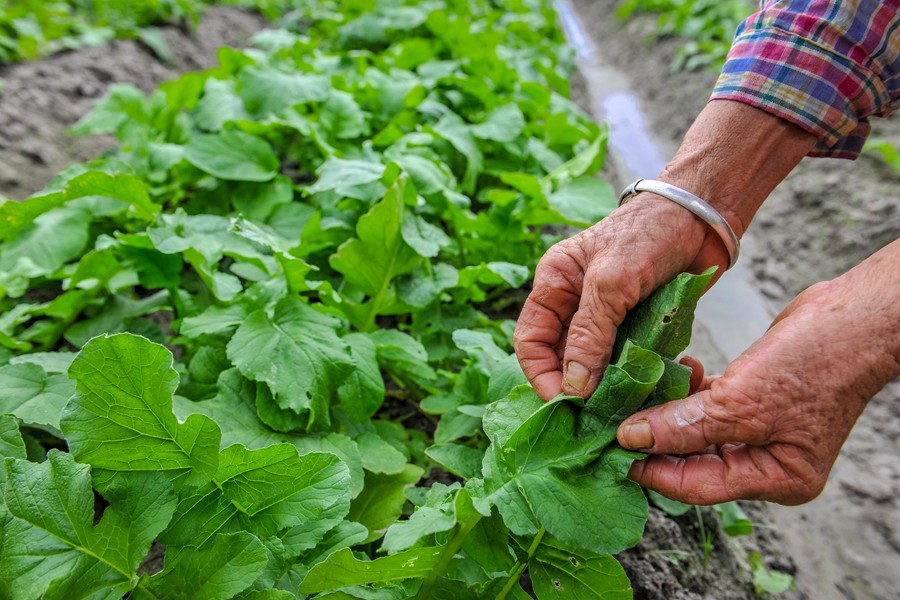 共享菜园 西红柿胡萝卜茄子都是有机蔬菜