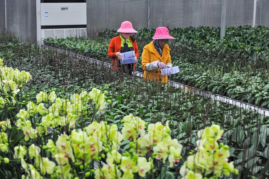 海南花卉种植面积3700亩 年产值可达23.1亿元