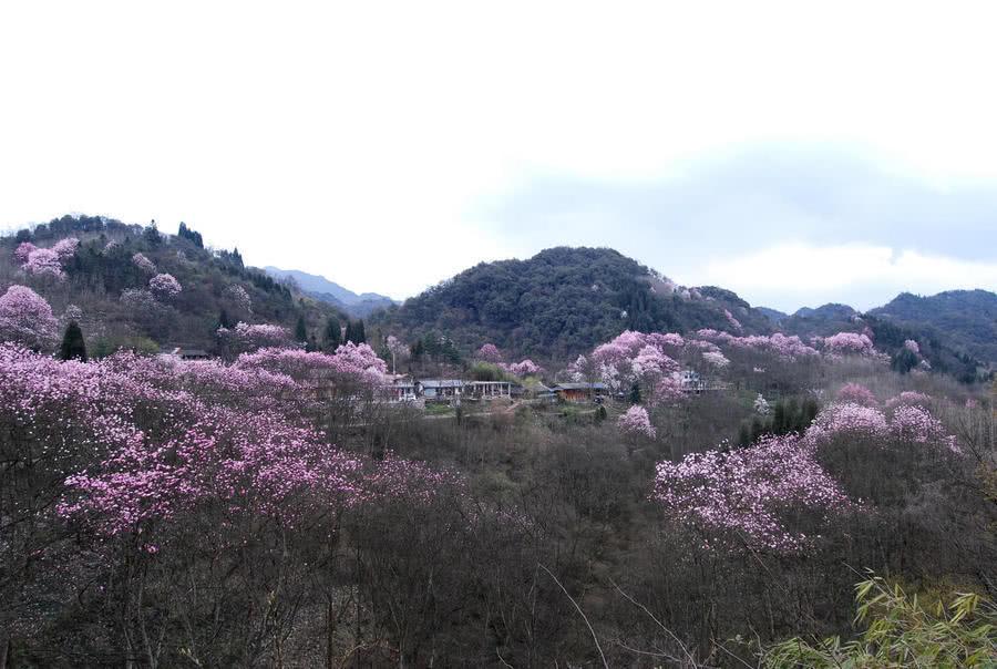 江油吴家后山, 置身在花林树海之中时, 才感觉到什么是世外桃源