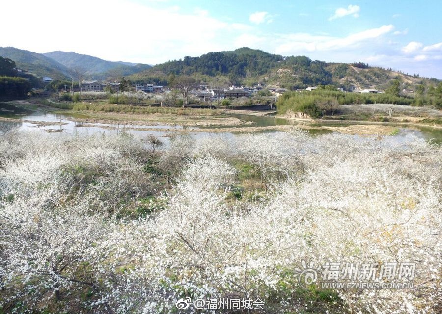 永泰月洲村李花盛放 美丽乡村名闻遐迩