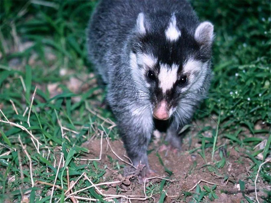 闰土刺的猹和蜜獾是老表?