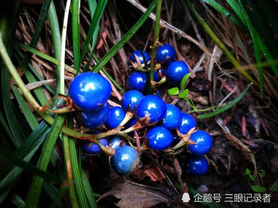 似兰花的草结蓝色的果实十分漂亮，其小块根是中药，您可认识