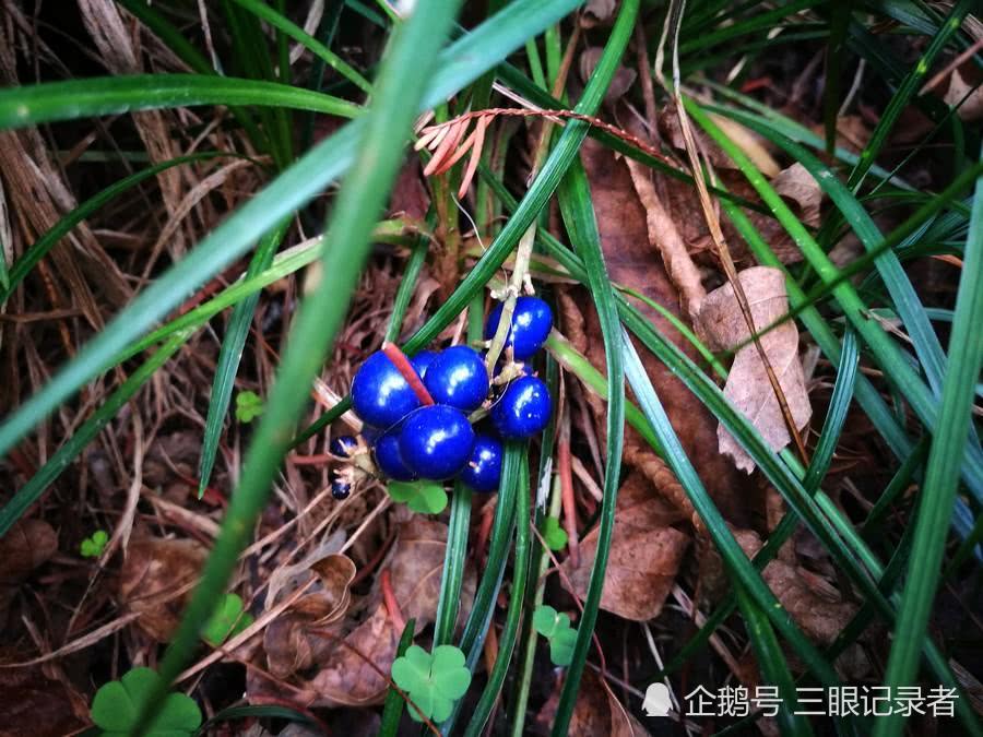 似兰花的草结蓝色的果实十分漂亮，其小块根是中药，您可认识