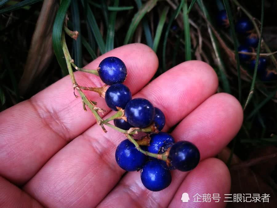 似兰花的草结蓝色的果实十分漂亮，其小块根是中药，您可认识