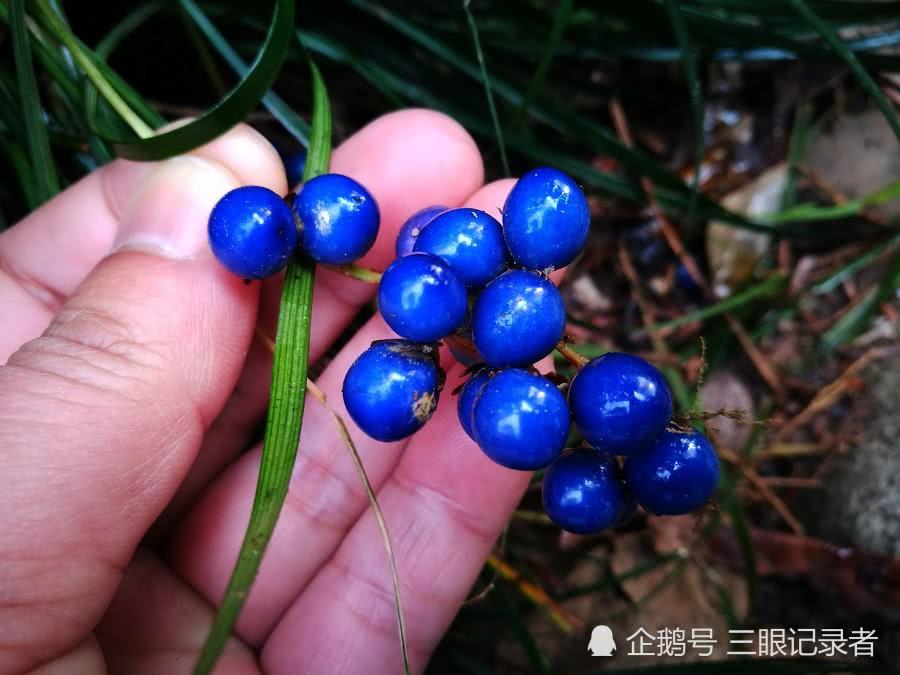 似兰花的草结蓝色的果实十分漂亮，其小块根是中药，您可认识